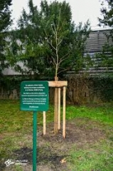 Arbre.jpg