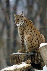 Lynx.jpg