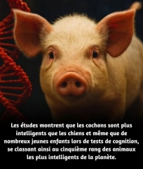 Cochons.jpg